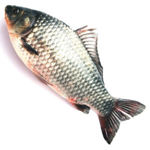 Fresh Water Fish