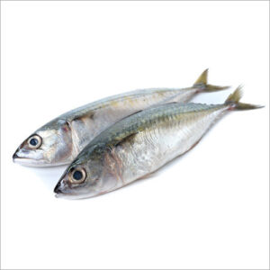 Bangda or Mackerel